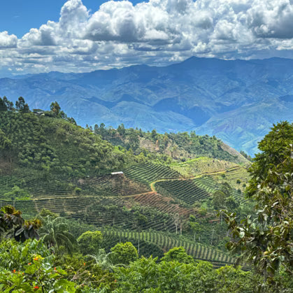 Peru San José de Lourdes MCM G1 Washed 2025